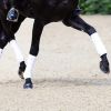 Capillary Hydroponics for Equestrian